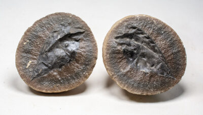 Iconic Giant Mazon Creek Arthropod - Arthropleura