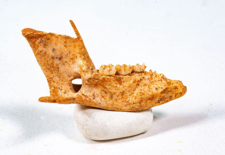Marsupial jaw - Bettongia