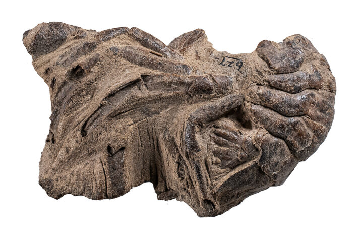 Fossil Crayfish from Oregon - Pacifastacus