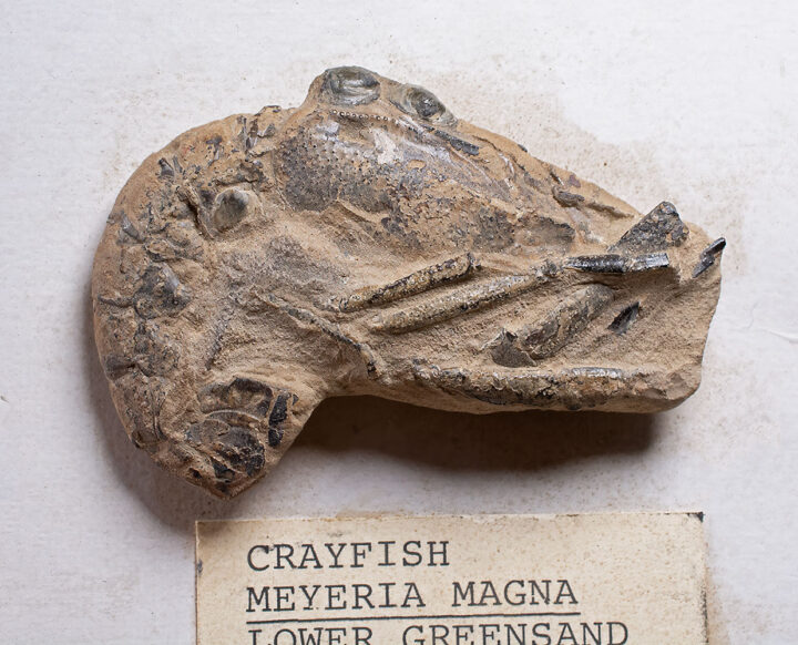 Rare 3D Meyeria magna- Shrimp