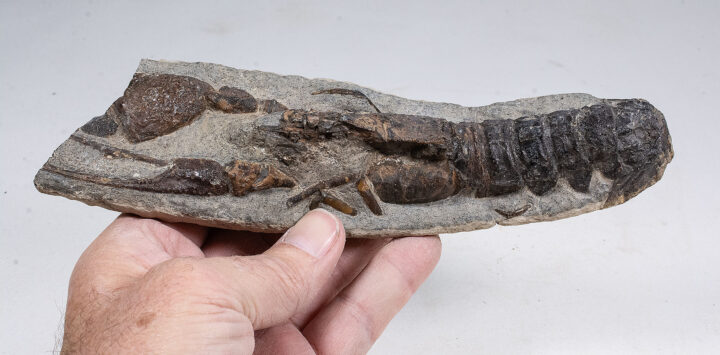 Paleonephrops browni- Lobster
