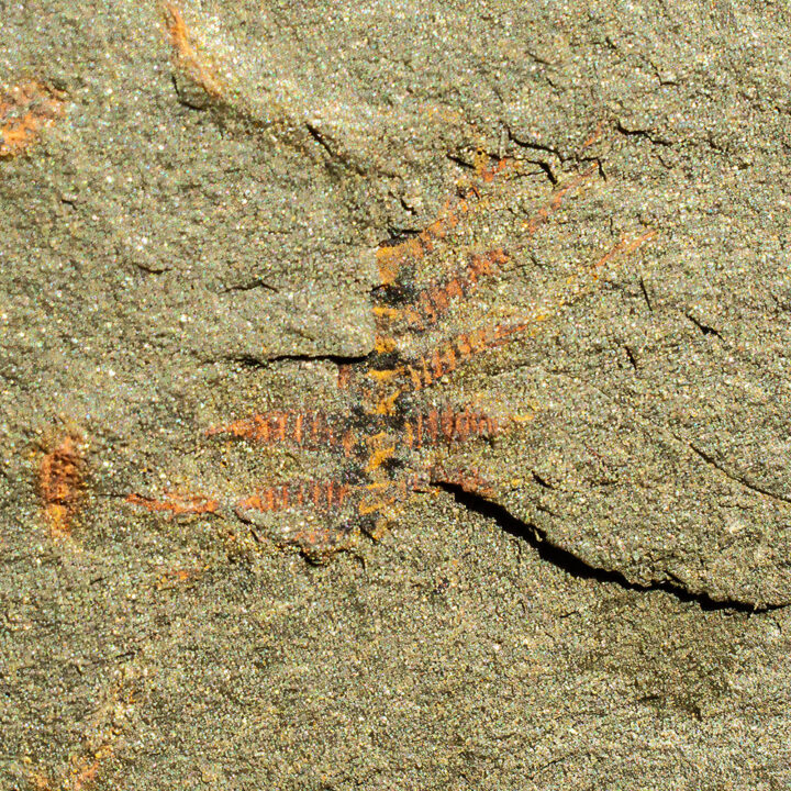 Ordovician lobopod - Diania cactiformis