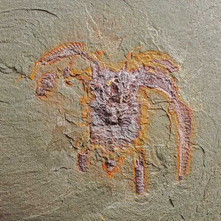 Marrellamorph Arthropod - Furca