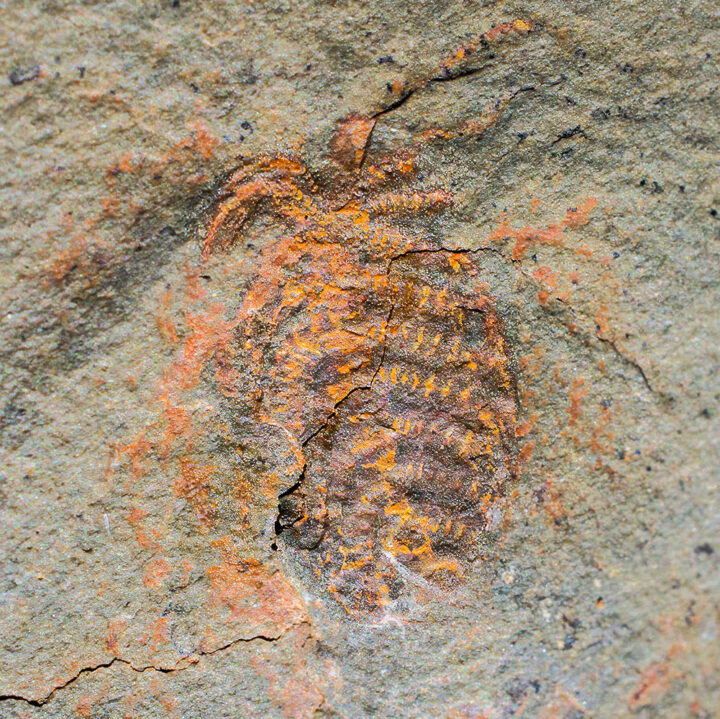 Ordovician Lobopod - Diania cactiformis