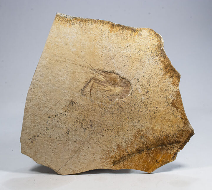 Solnhofen Shrimp - Aeger tipularis