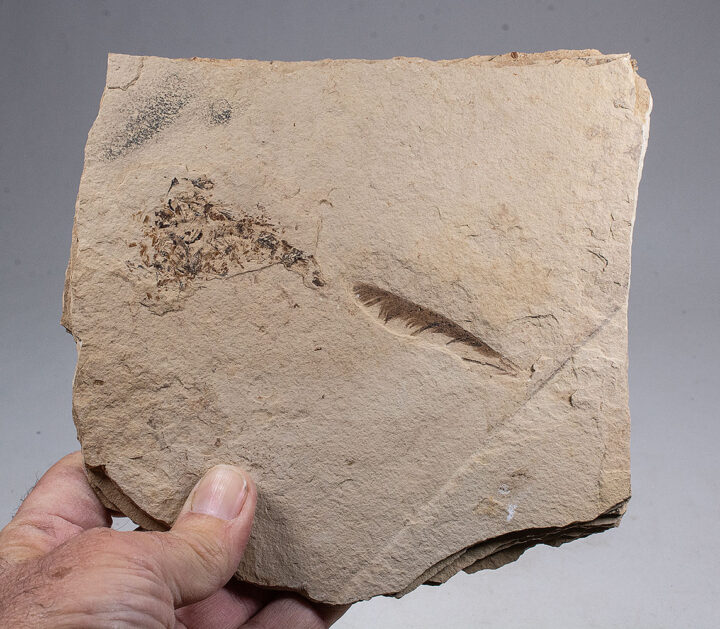 Eocene Bird feather and exploded fish
