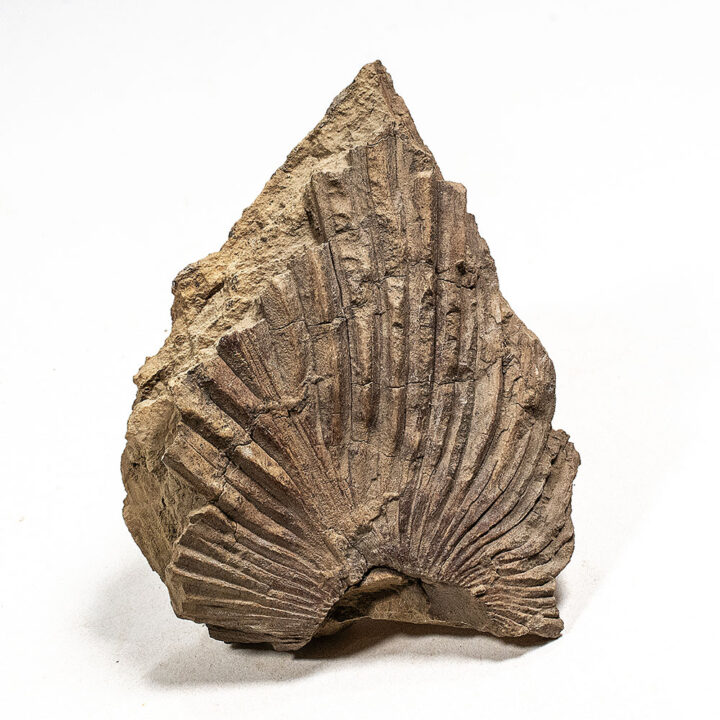 Cretaceous Palm frond - Sabalites