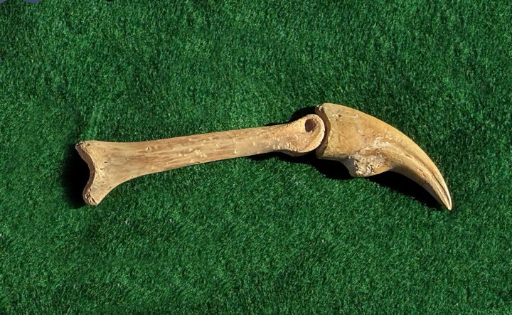 Dinosaur Hand claw - Gallimimus