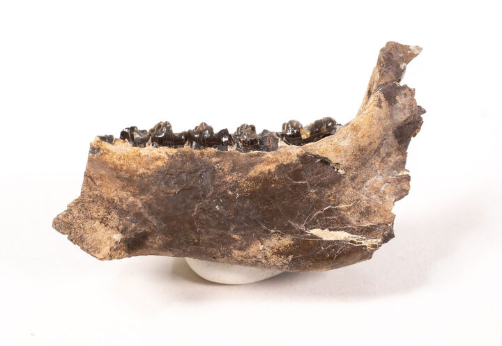 Primate jaw- Leptadapis sp.