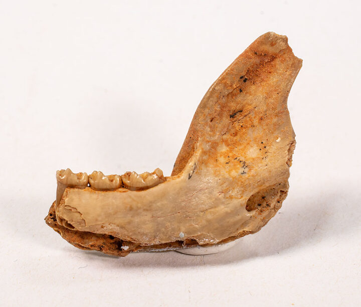 Primate jaw -Adapis parisensis