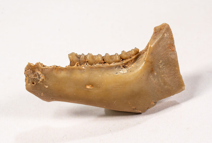 Eocene primate - Adapis sp.