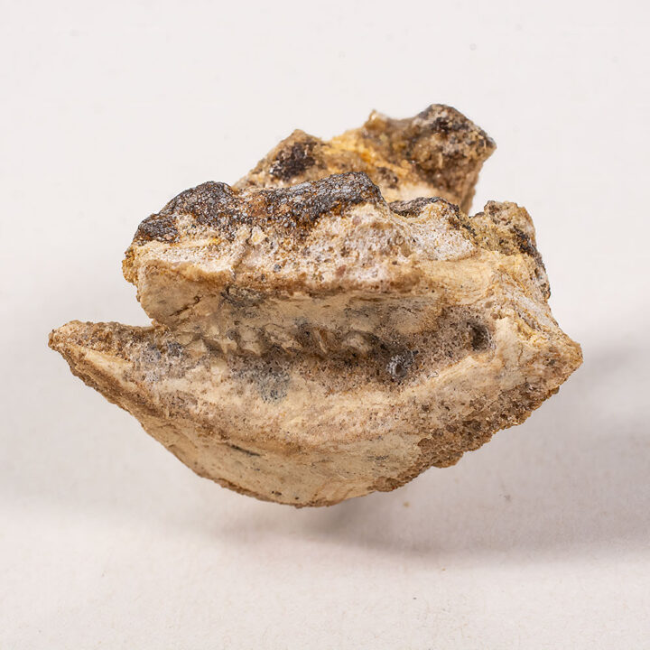 Protoceratops andrewsi - Partial skull