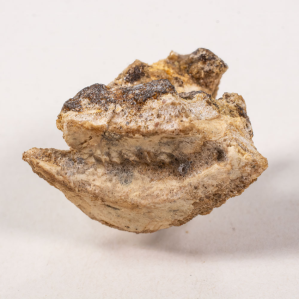 Protoceratops andrewsi - Partial skull