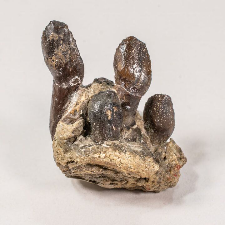 Sauropod Jaw - Archaeodontosaurus