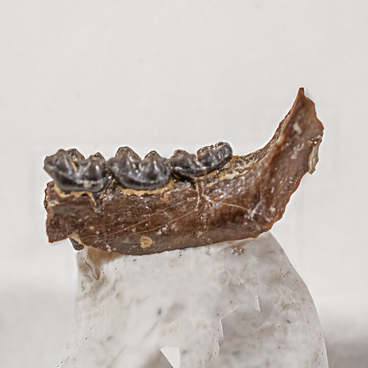 Primate Jaw - Necrolemur erinaceus