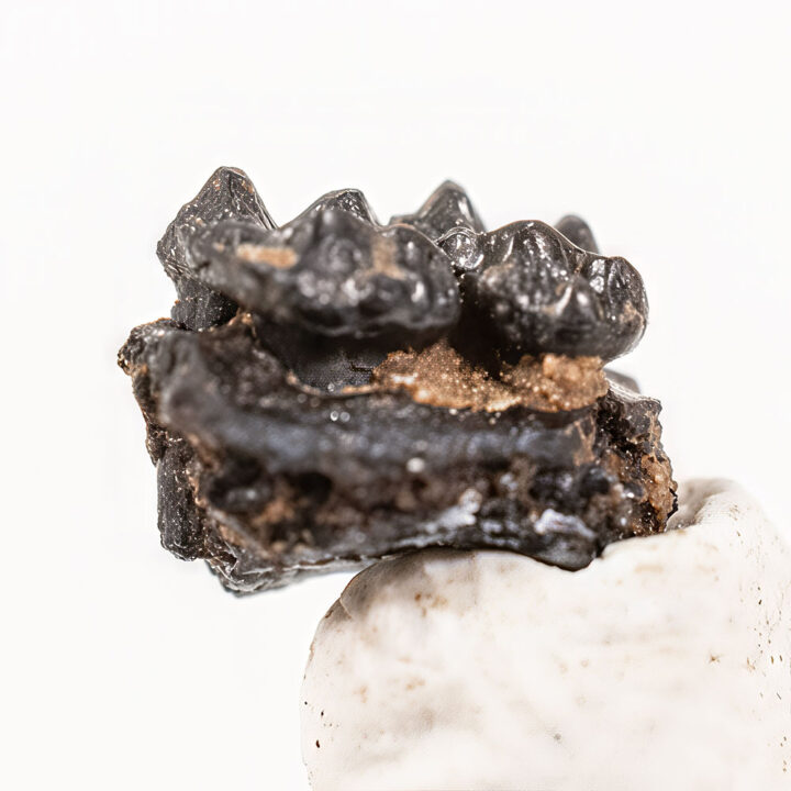 Eocene primate - Necrolemur erinaceus