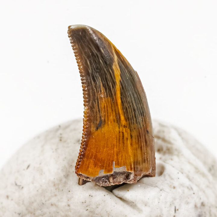 Rare Tooth - Dromaeosaurid