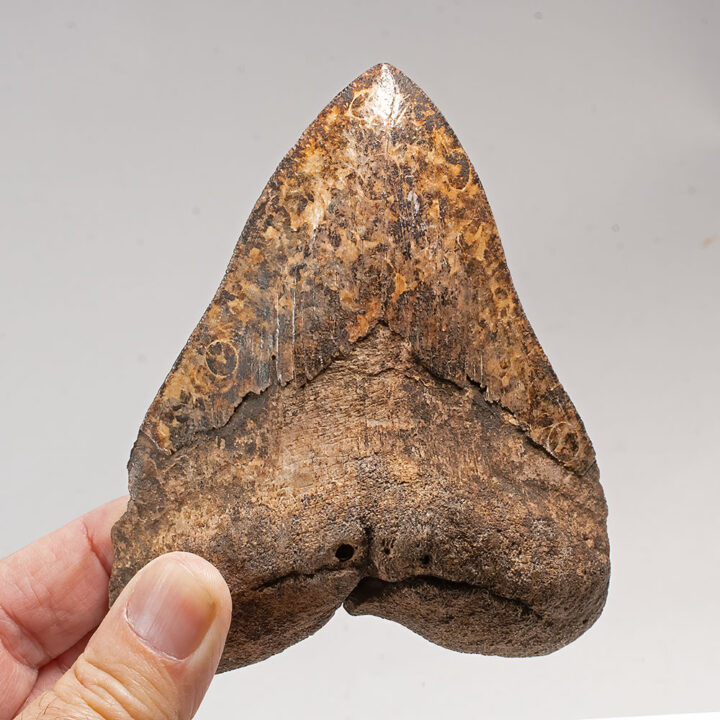 Exceptional Shark Tooth - Otodus megalodon
