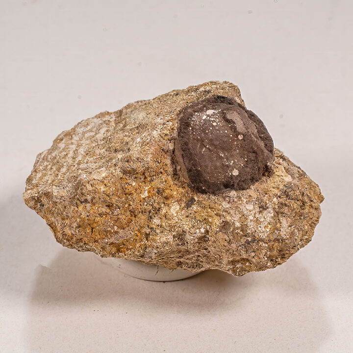 Eocene Agatized Nut from Oregon