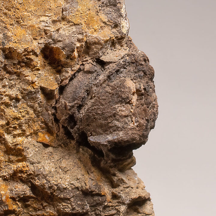 Eocene Nut from the Clarno Nut Beds