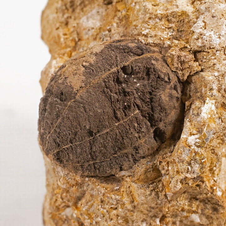 Eocene Nut from the Clarno Nut Beds