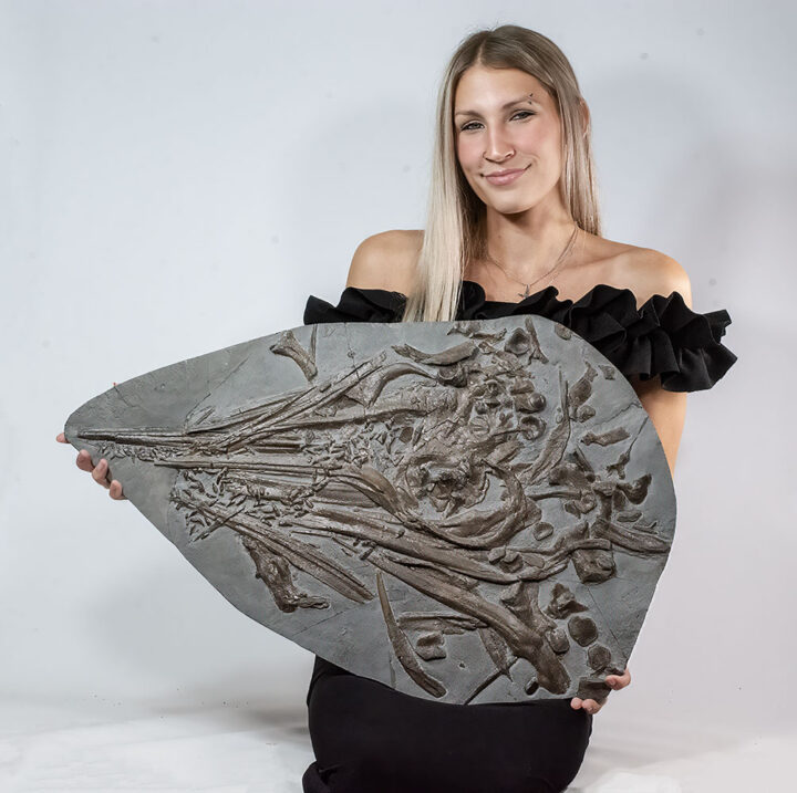 Rare UK Ichthyosaur skull - Leptonectes