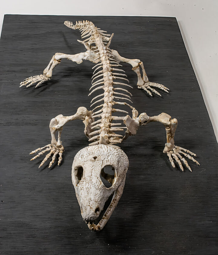Complete Permian Reptile- Captorhinus