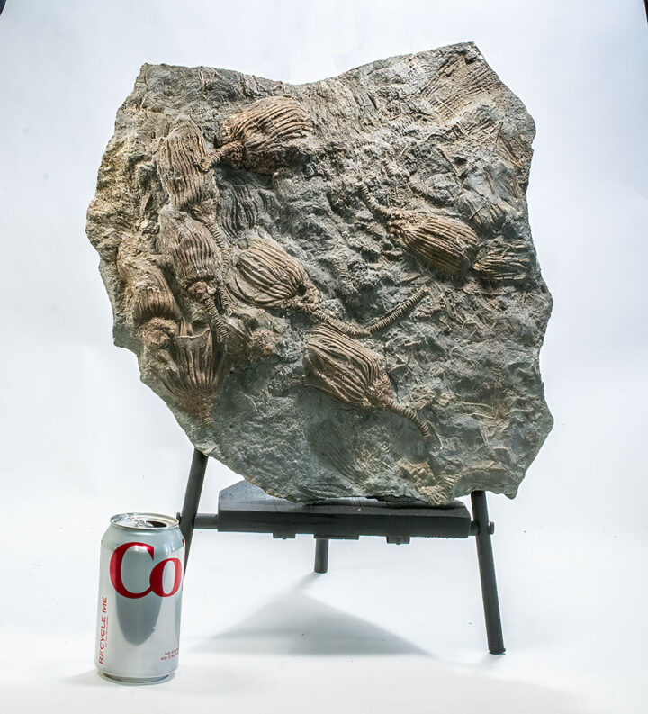Huge 11 Crown crinoid slab - Cactocrinus imperator