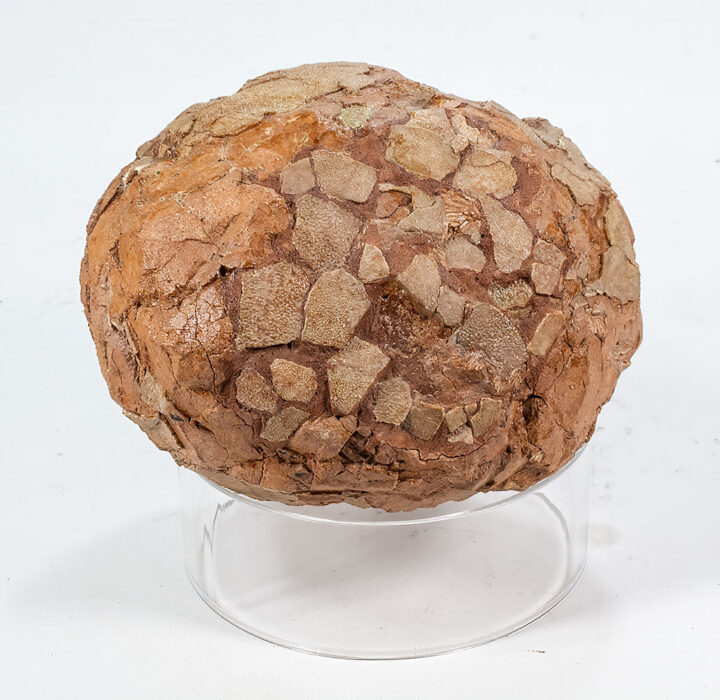 French Sauropod Egg - Hypselosaurus