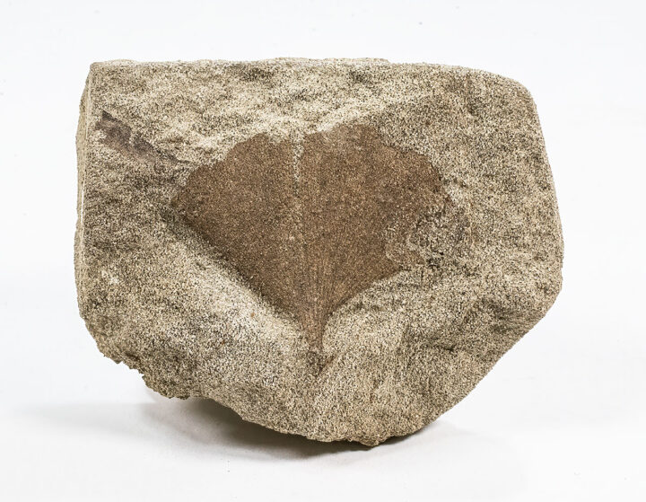 Cretaceous Ginkgo