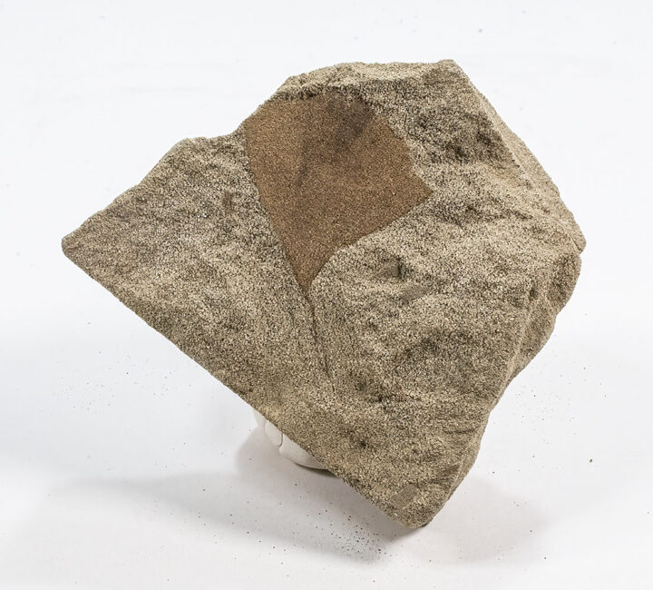 Ginkgo from the age of dinosaurs