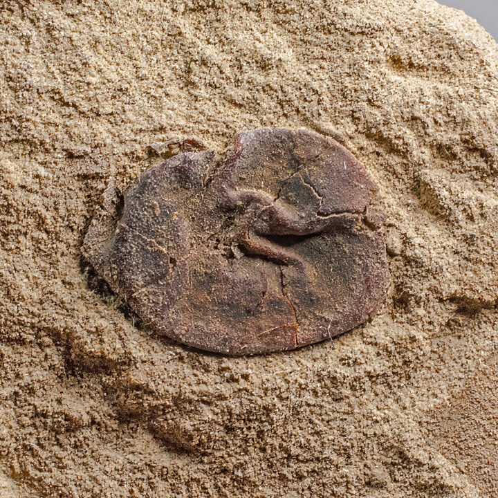 Cretaceous Fruit - Carpolithus