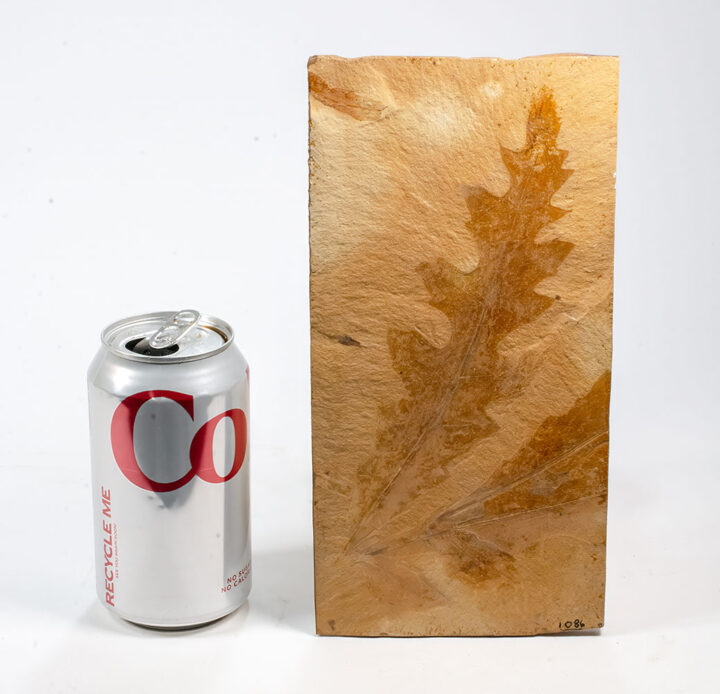 Huge Leaf - Oreopanax