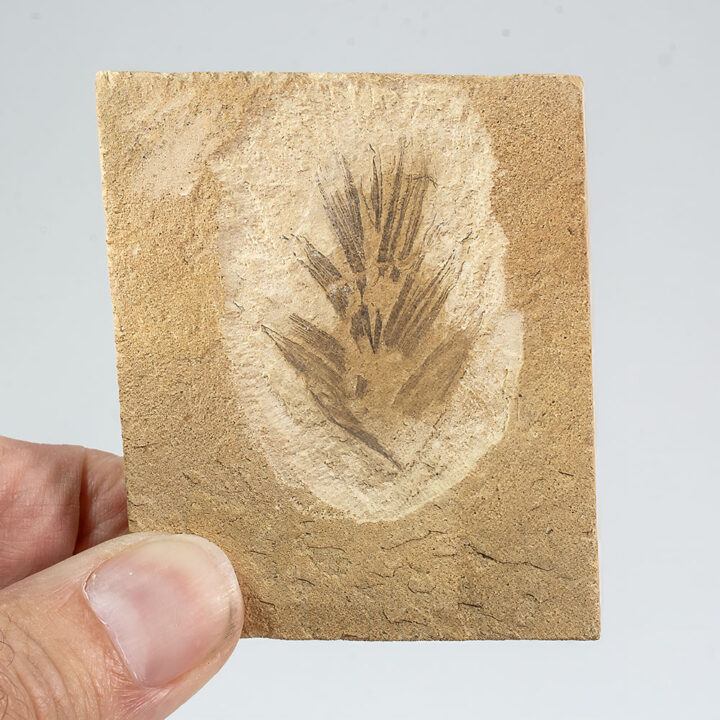 Big Eocene Bird Feather