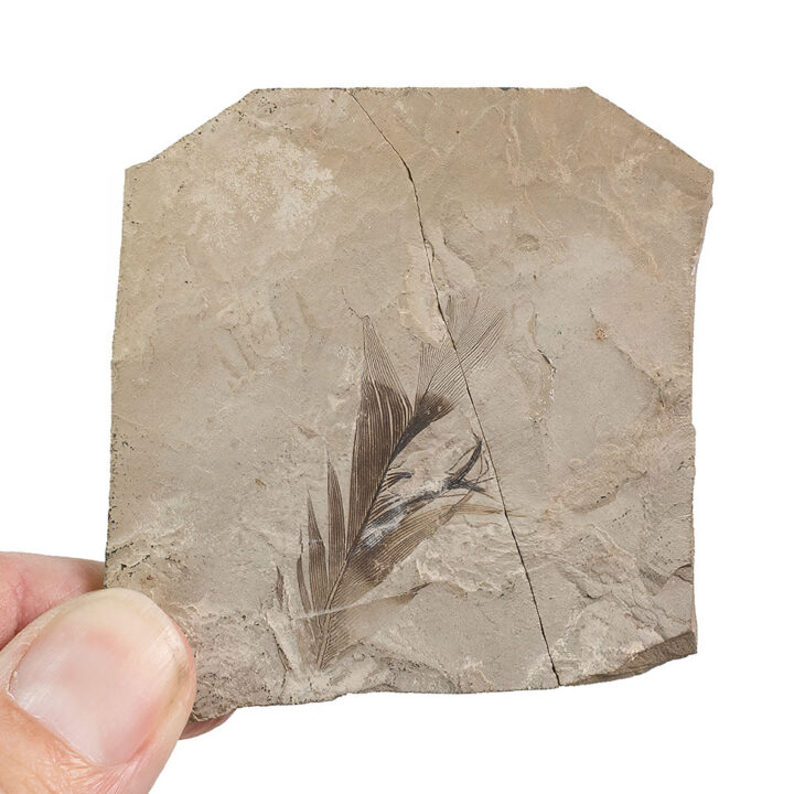 Excellent Bird Feather