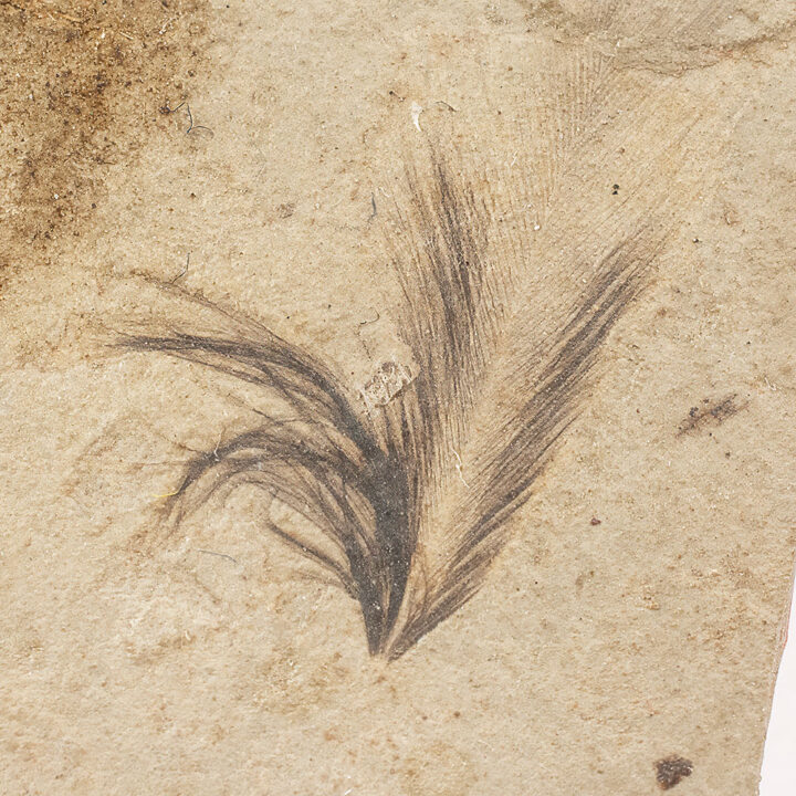 Bird Feather