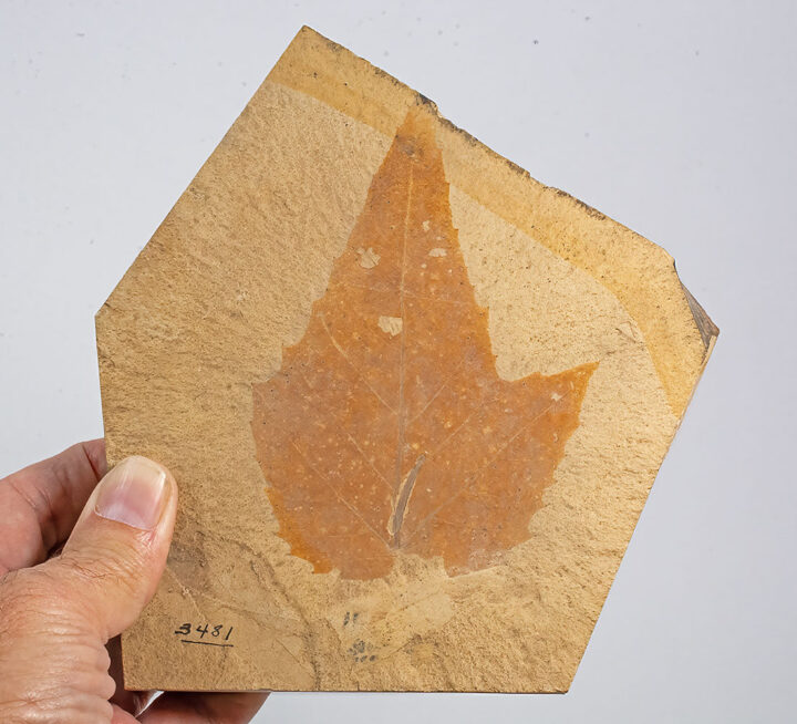 Leaf -Acer sp.