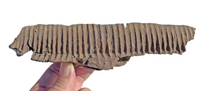 Hadrosaur jaw -Edmontosaurus sp.