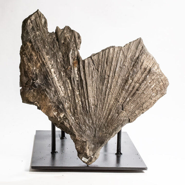 Big Palm Leaf-Sabalites campbelli