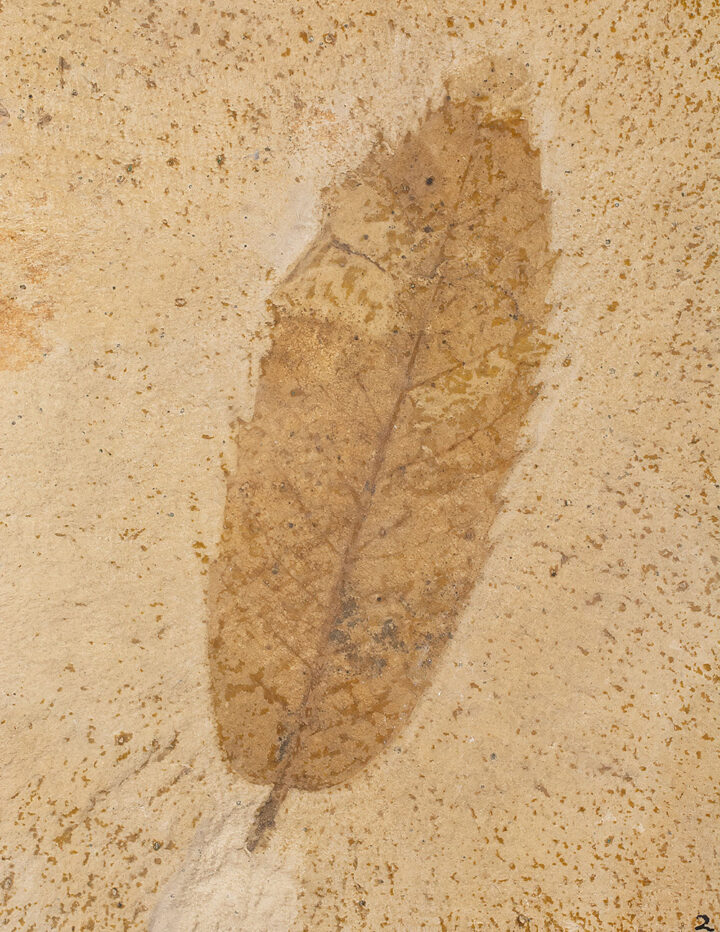 Big Leaf-Carpinus sp.