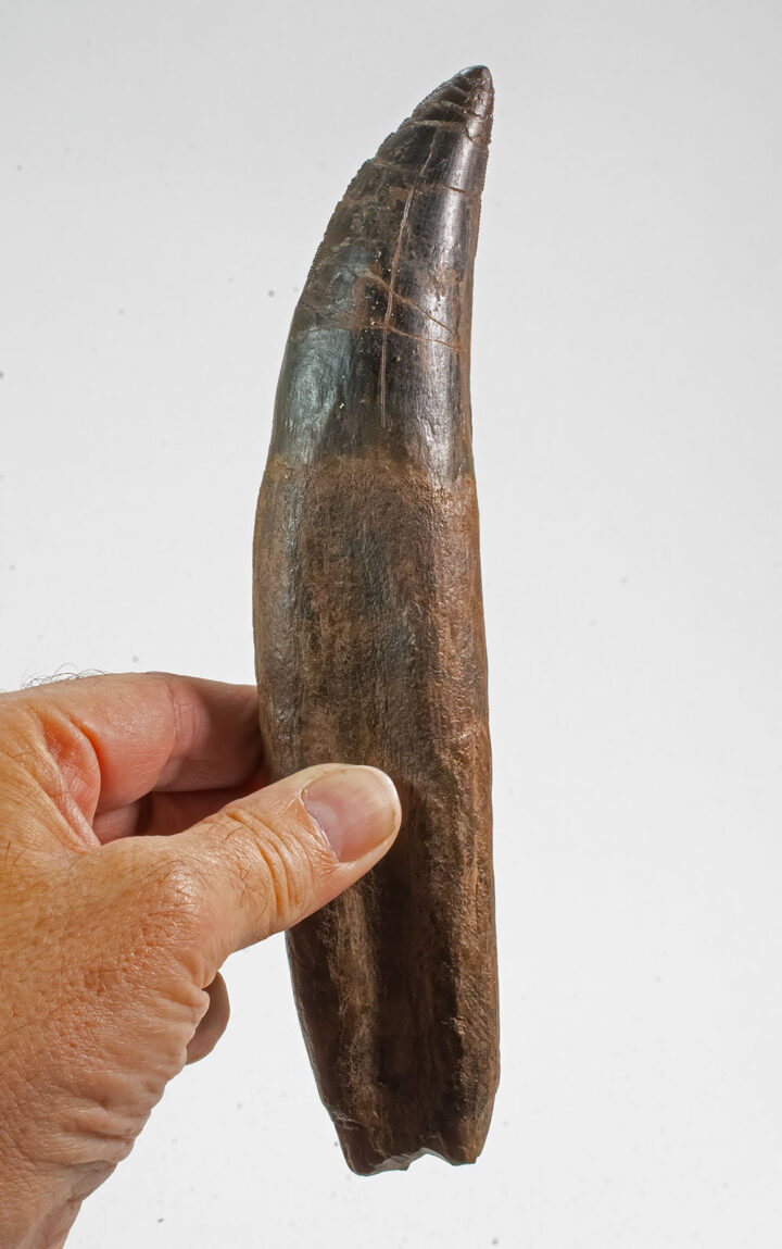 Tyrannosaurus Rex Tooth with cast root