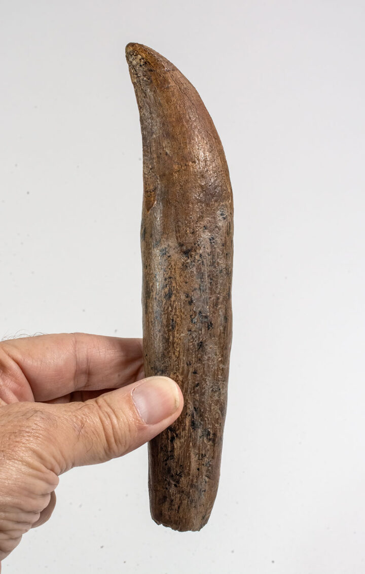 Tyrannosaurus rex tooth with cast root