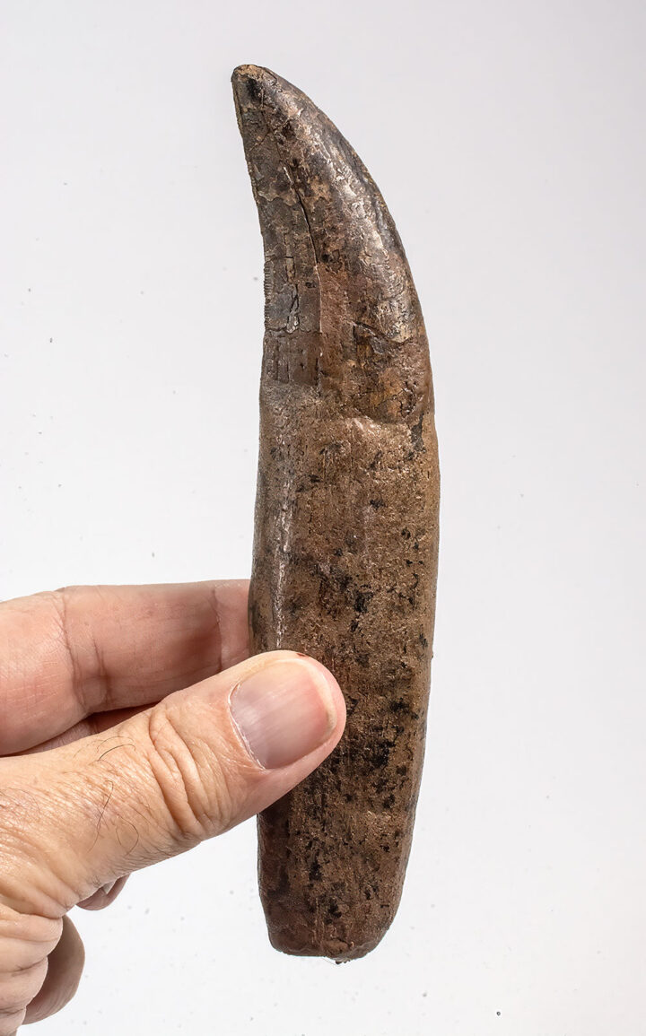 Tyrannosaurus rex tooth with cast root