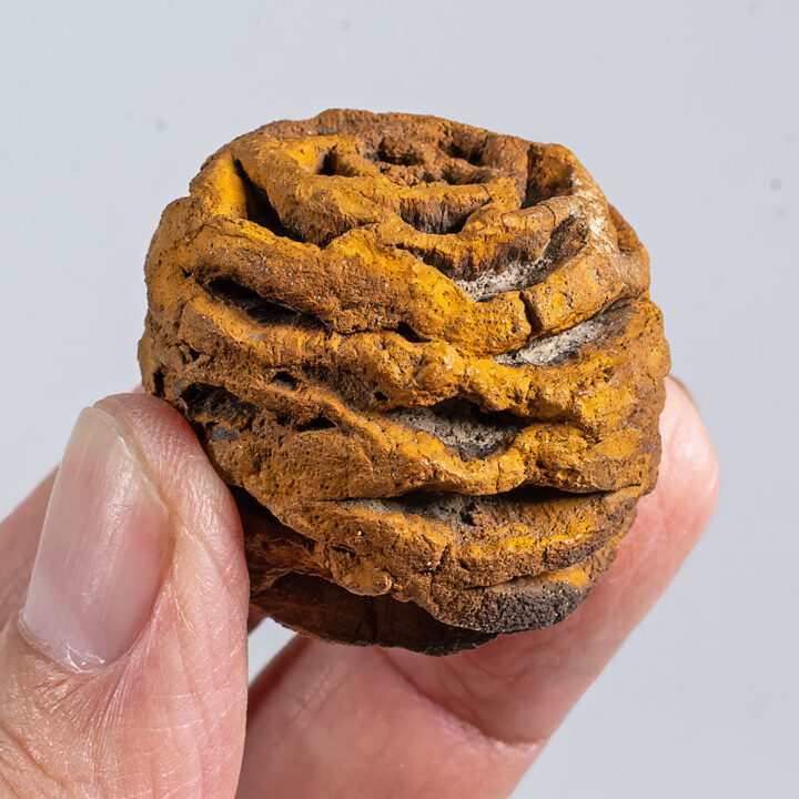 Dinosaur cone - Sequoia dakotensis
