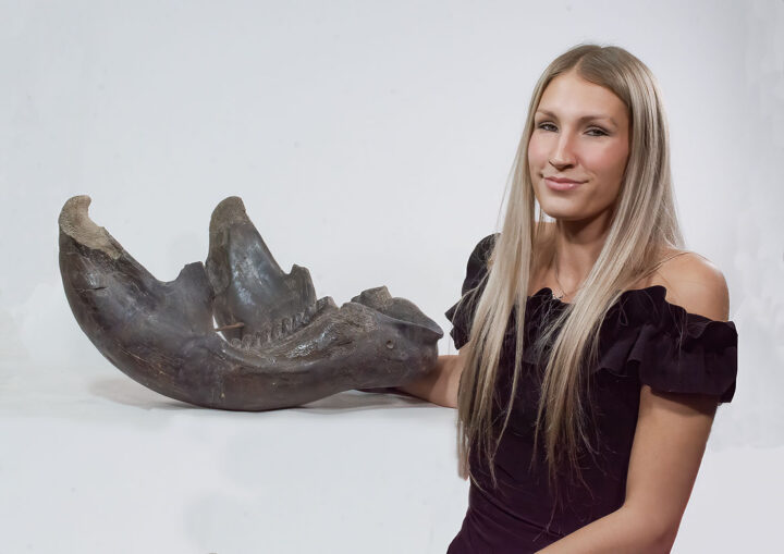 Amazing Complete Proboscidean Jaw - Stegodon