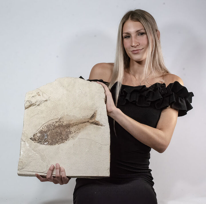 Huge Fish - Diplomystus