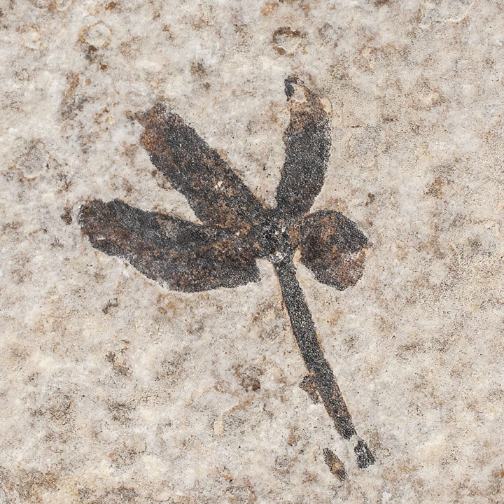 Flower - Astronium truncatum
