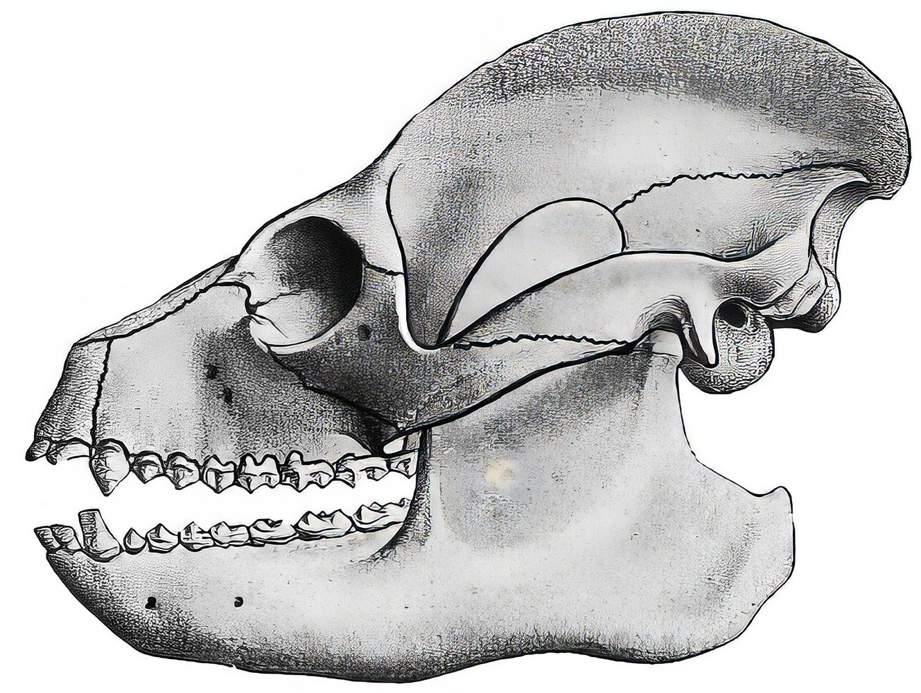 Early Primate jaw -Adapis parisensis - Image 4
