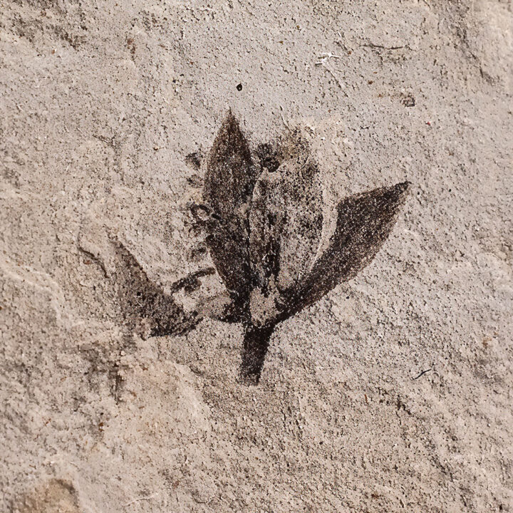 Eocene flower - Antholithes