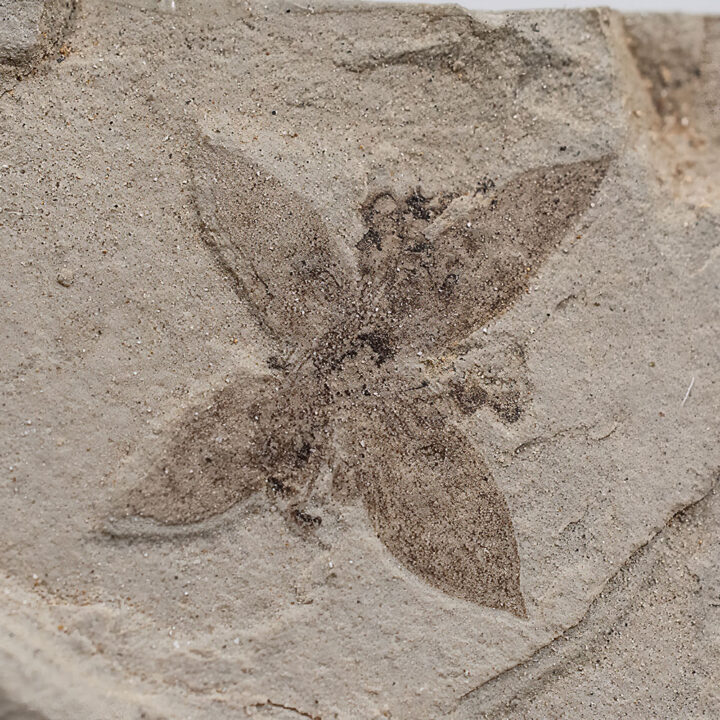 Eocene flower - Antholithes